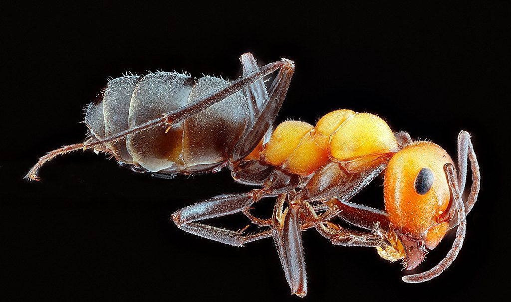 Ant Control service in Cleveland, TN