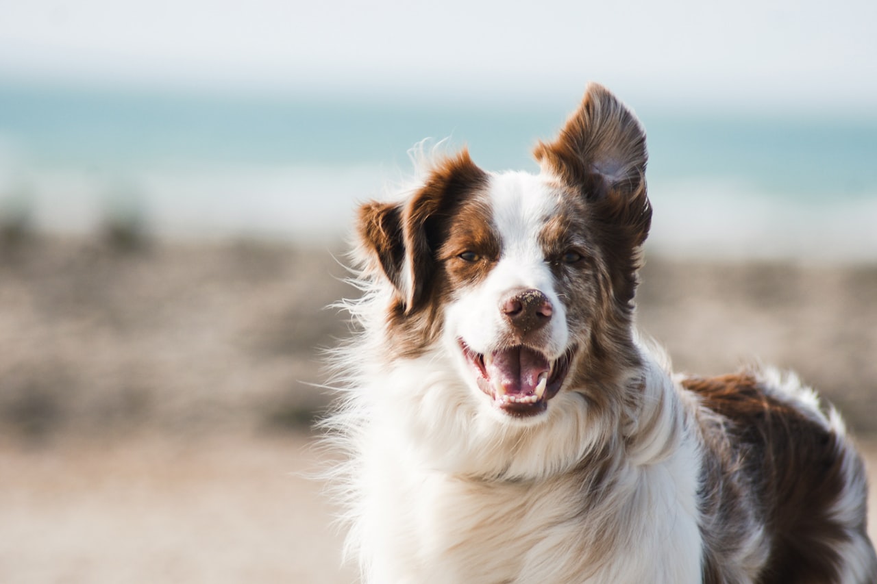 Flea & Tick Control service in Cleveland, TN