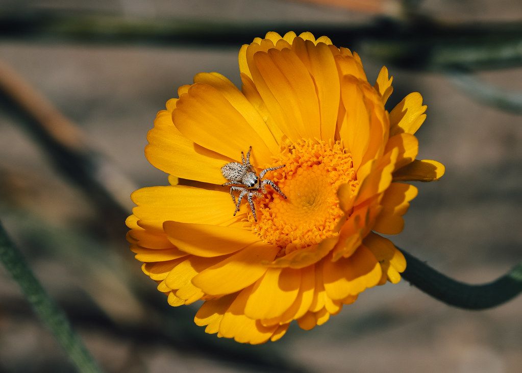 Spider Control service in Cleveland, TN